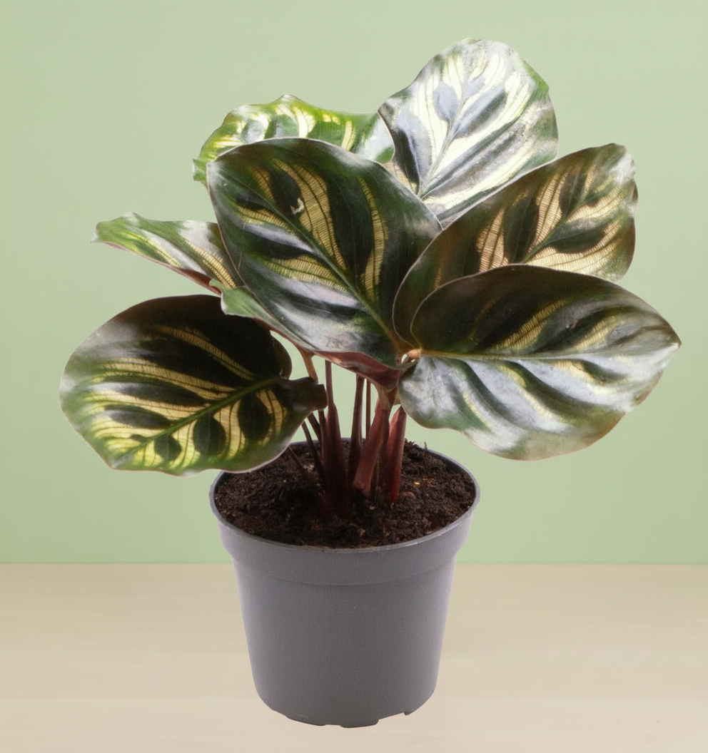 Calathea Makoyana