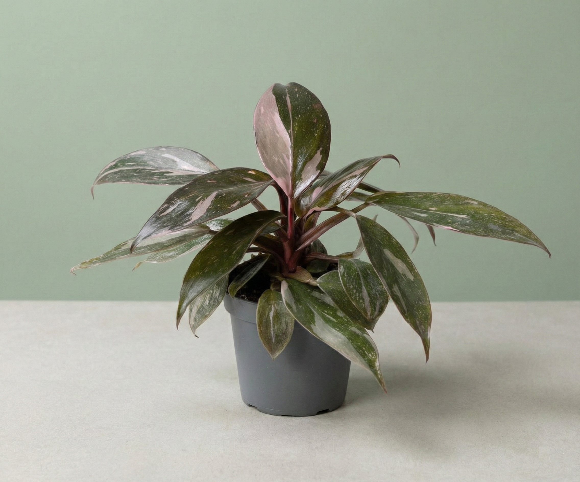 Philodendron Pink Princess Marble