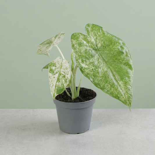 Alocasia Macrorrhizos Camouflage