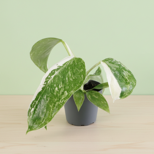 Philodendron Jose Buono