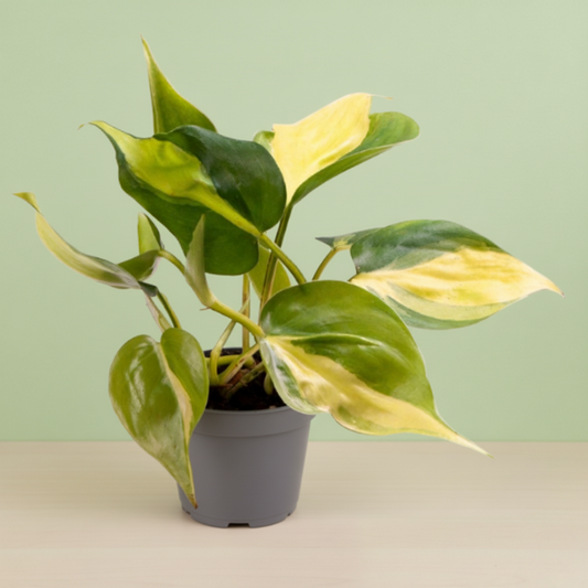 Philodendron Scandens Brasil
