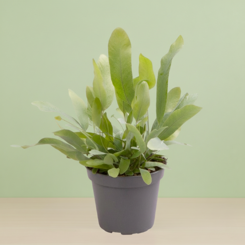 Phlebodium Aureum Blue Star