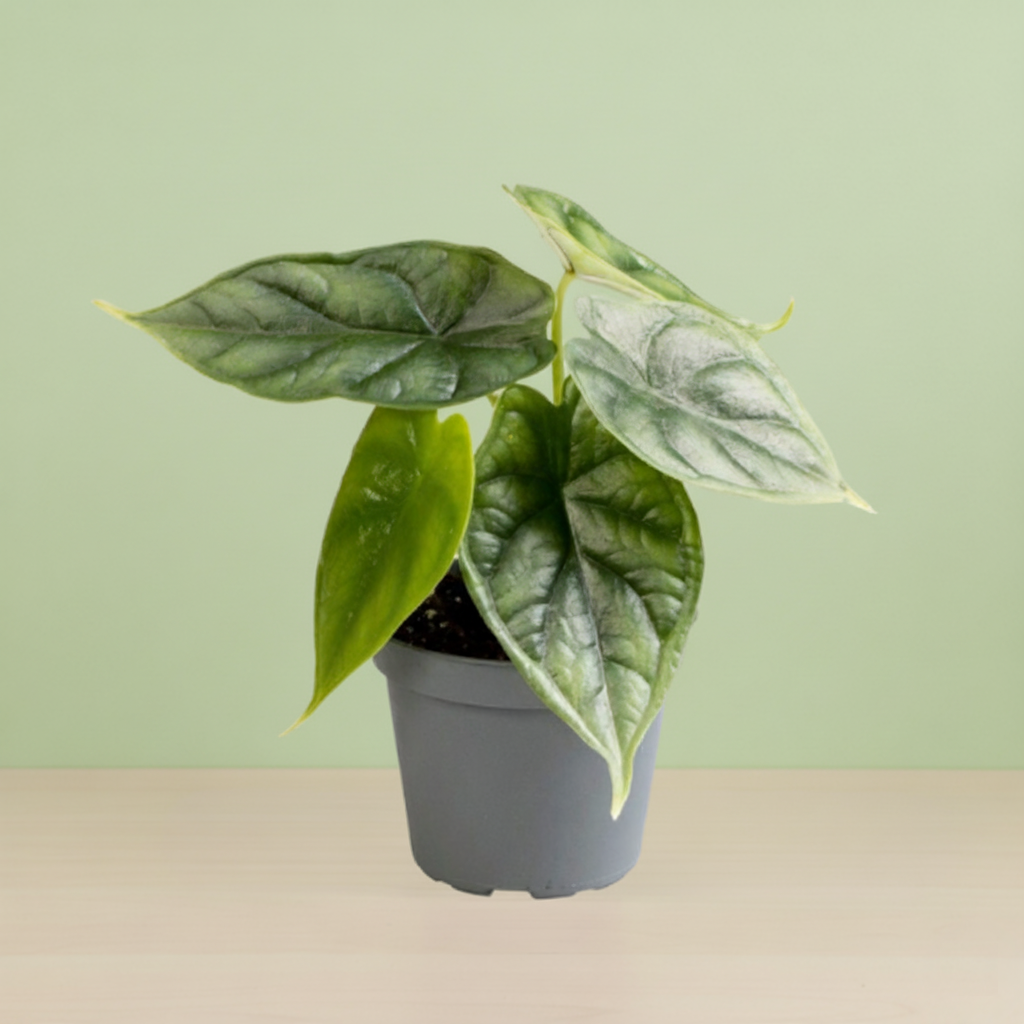 Alocasia Dragon Scale