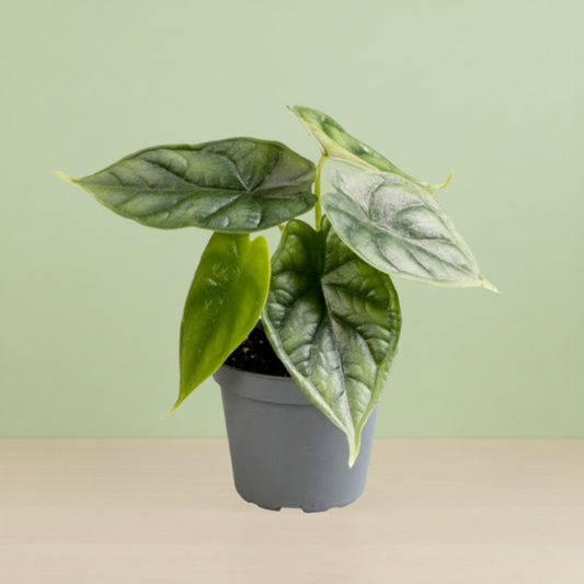 Alocasia Dragon Scale