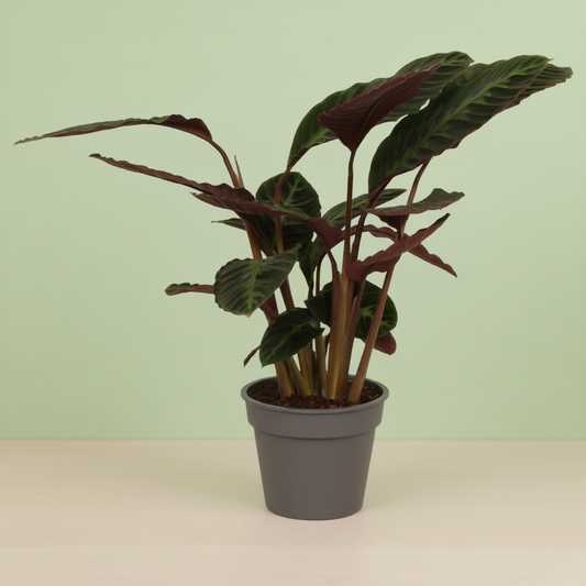 Calathea Warscewiczii