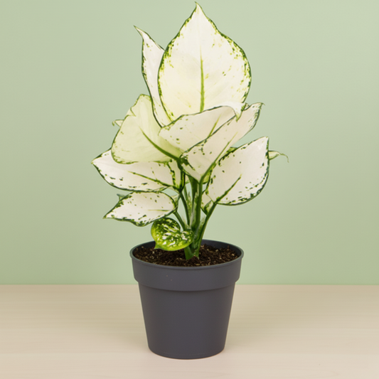 Aglaonema White Joy