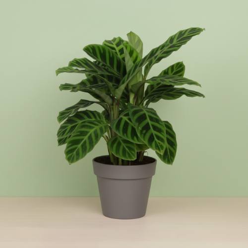 Calathea Zebrina