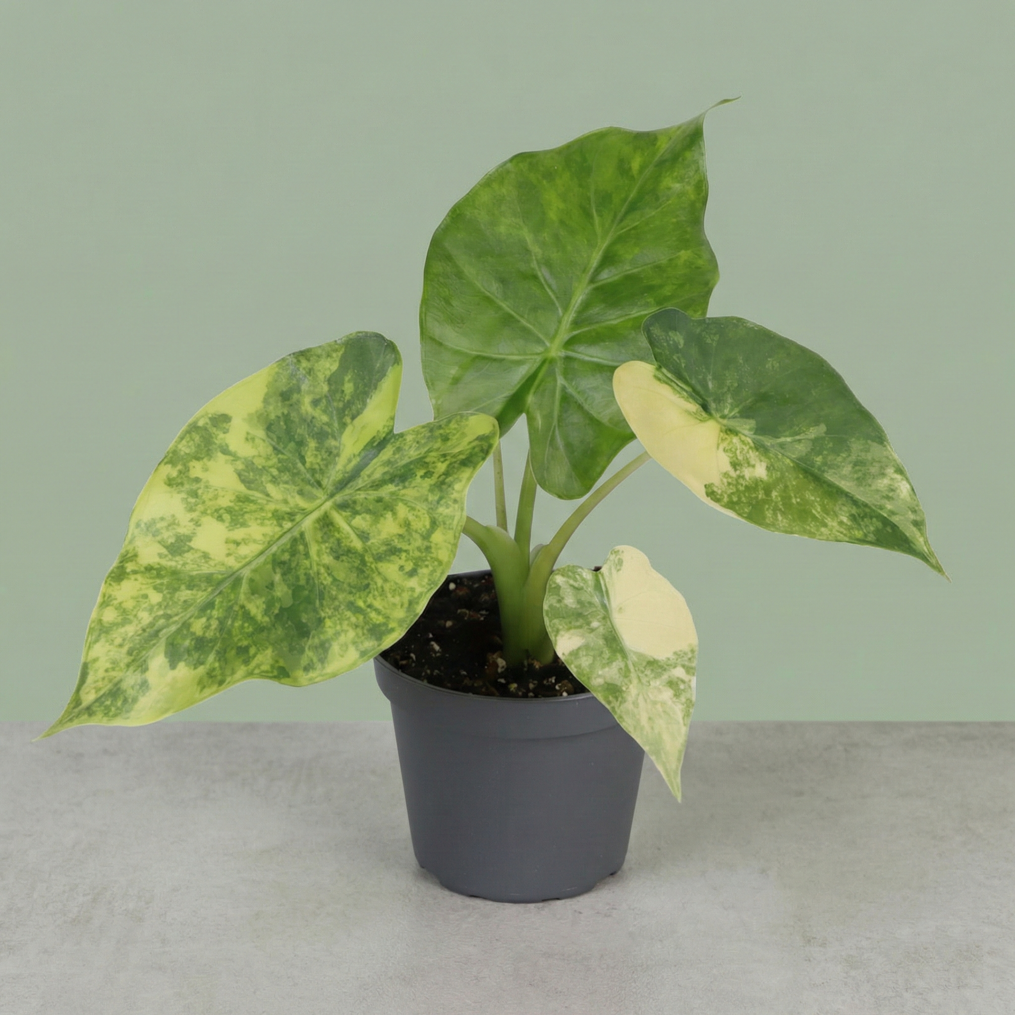Alocasia Macrorrhizos Aurea Variegata