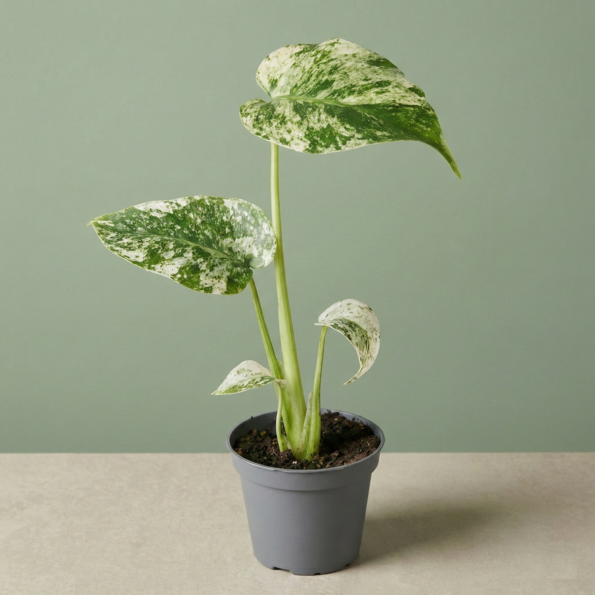 Monstera Deliciosa Mint Variegata