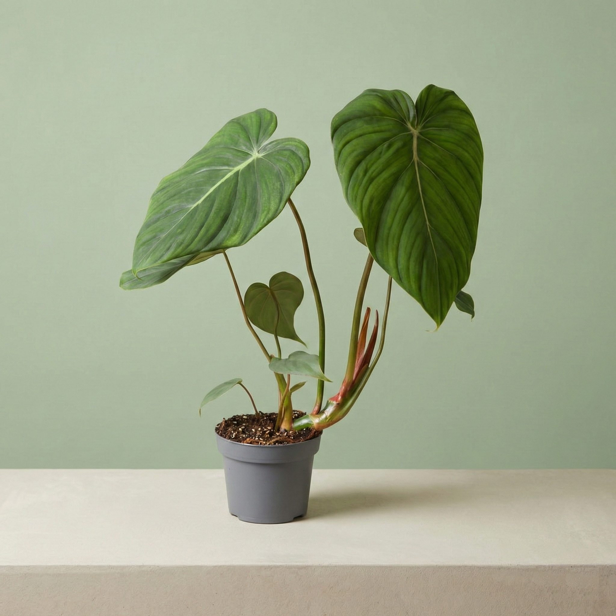 Philodendron McDowell