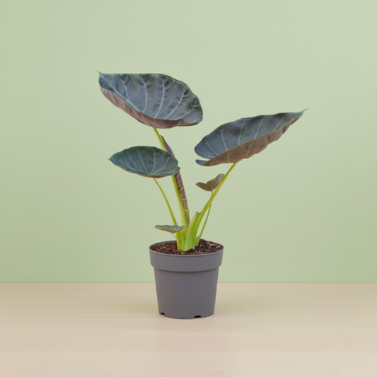 Alocasia Regal Shield