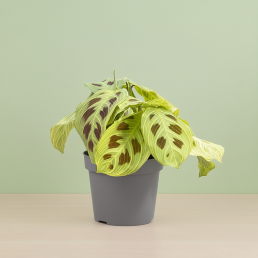 Maranta Leuconeura Kerchoveana