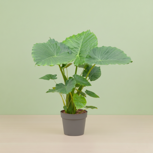 Alocasia Gageana California