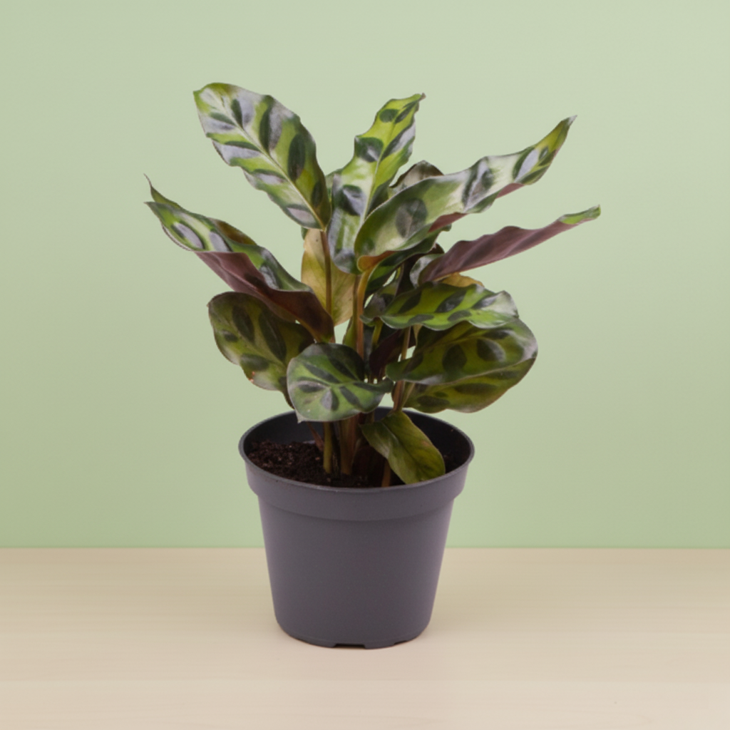 Calathea Lancifolia Insignis