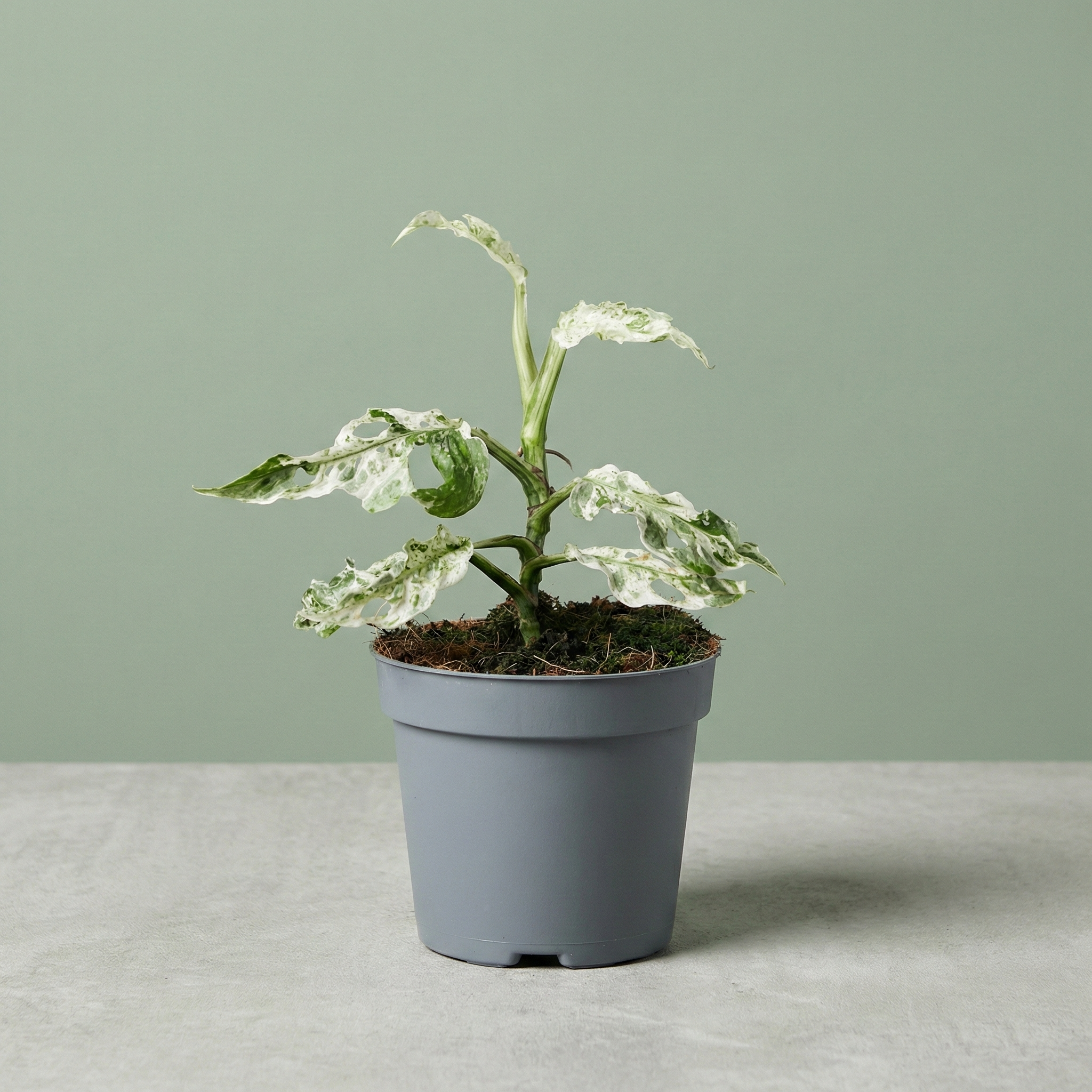 Monstera Frozen Freckles