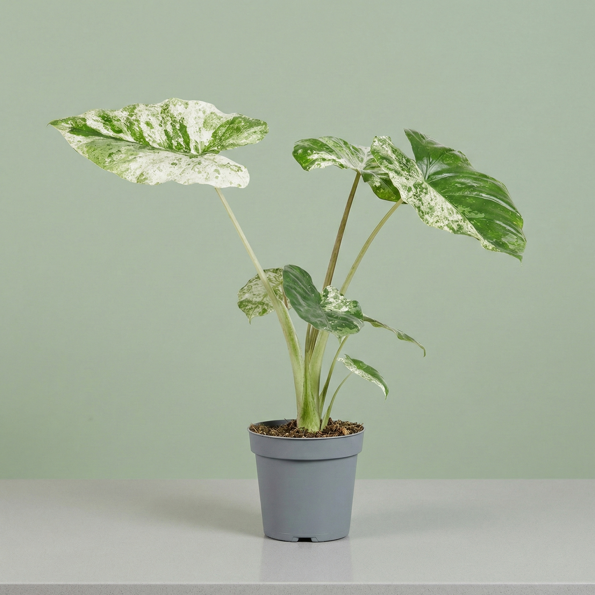 Alocasia Macrorrhizos Splash