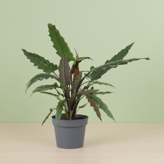 Alocasia Lauterbachiana