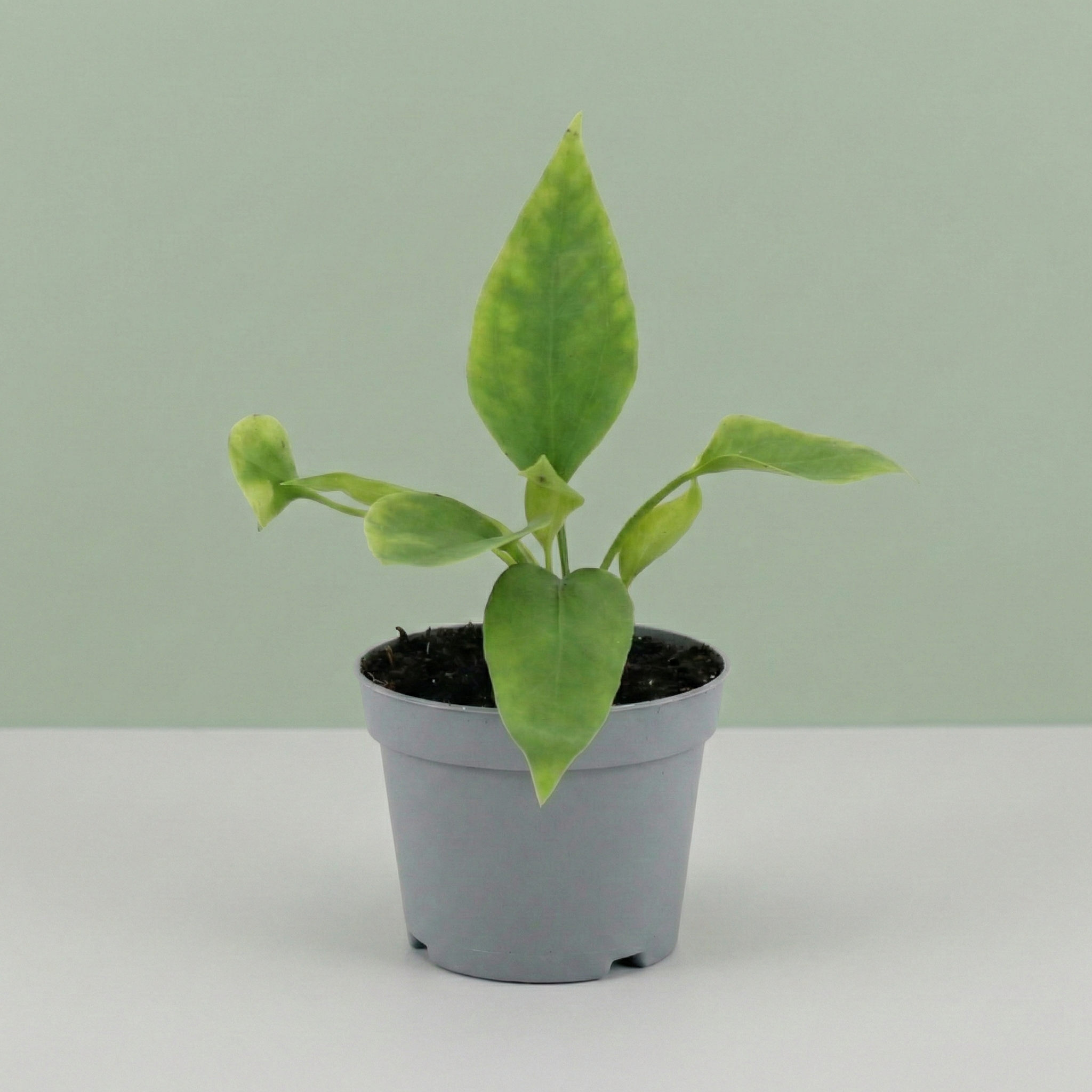 Anthurium Vittarifolium