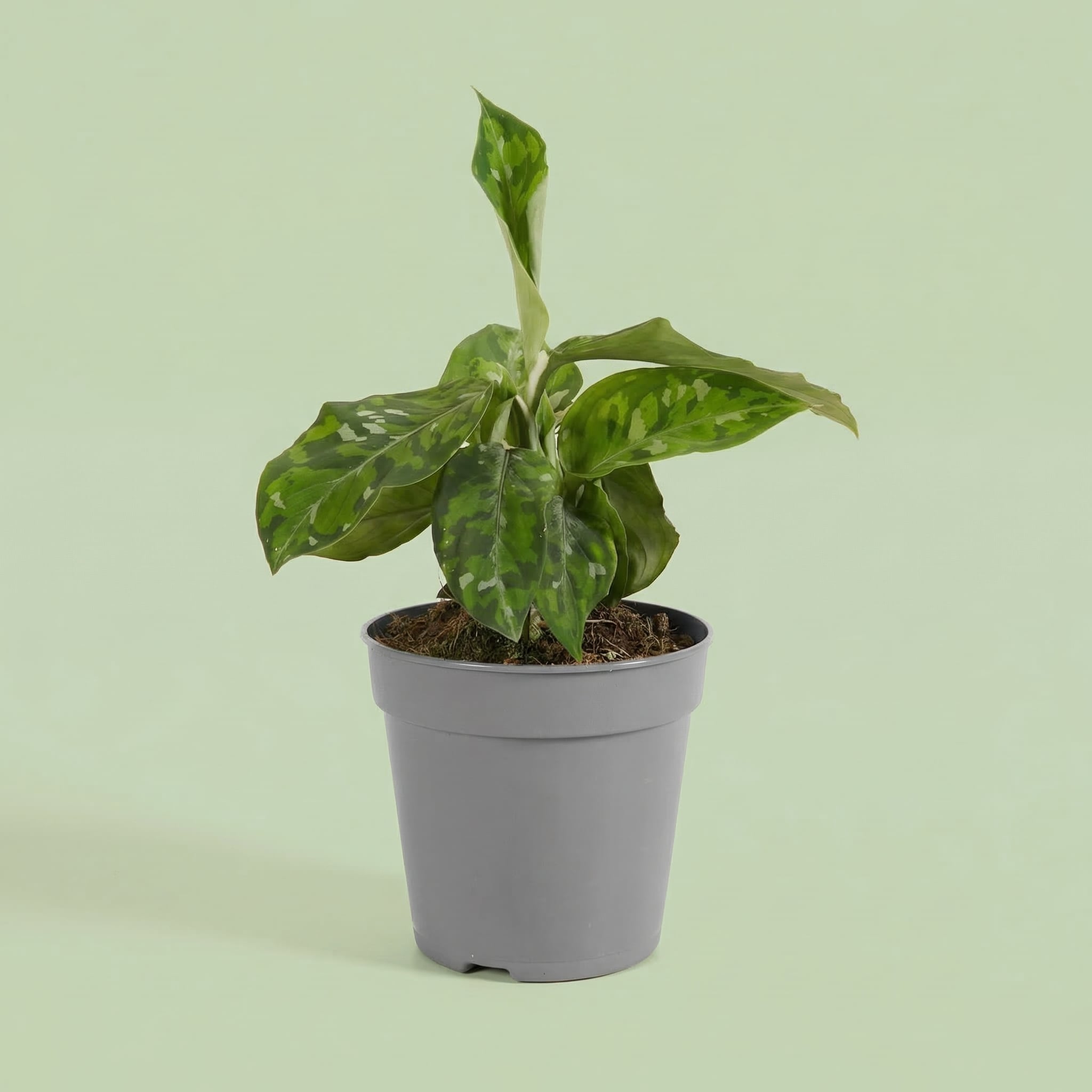 Aglaonema Pictus Tricolor M - plants