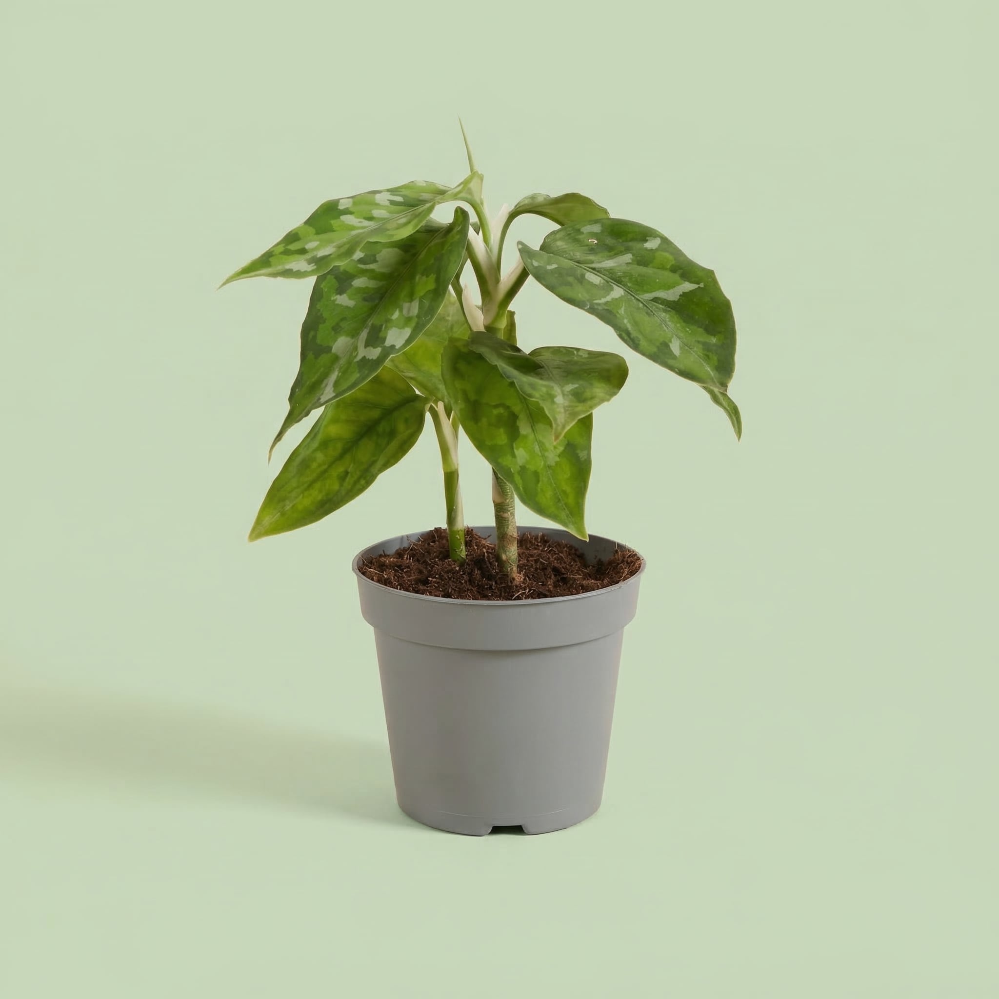 Aglaonema Pictus Tricolor XS - plants