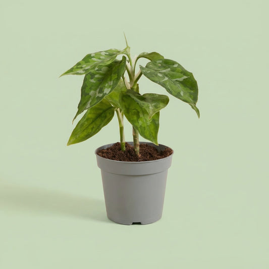 Aglaonema Pictus Tricolor XS - plants