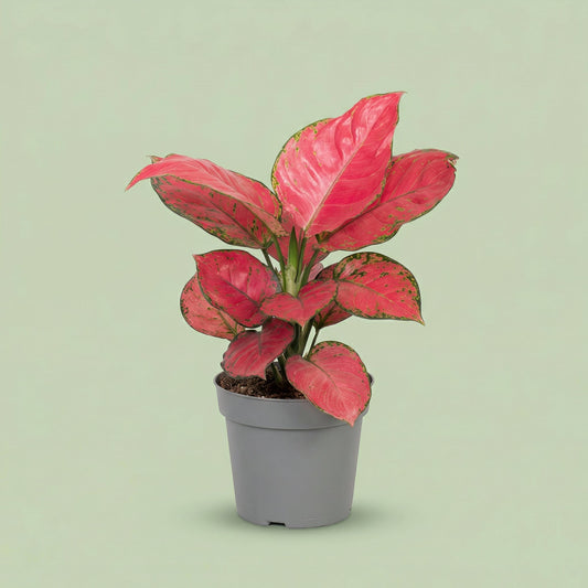 Aglaonema Red Joy M - plants