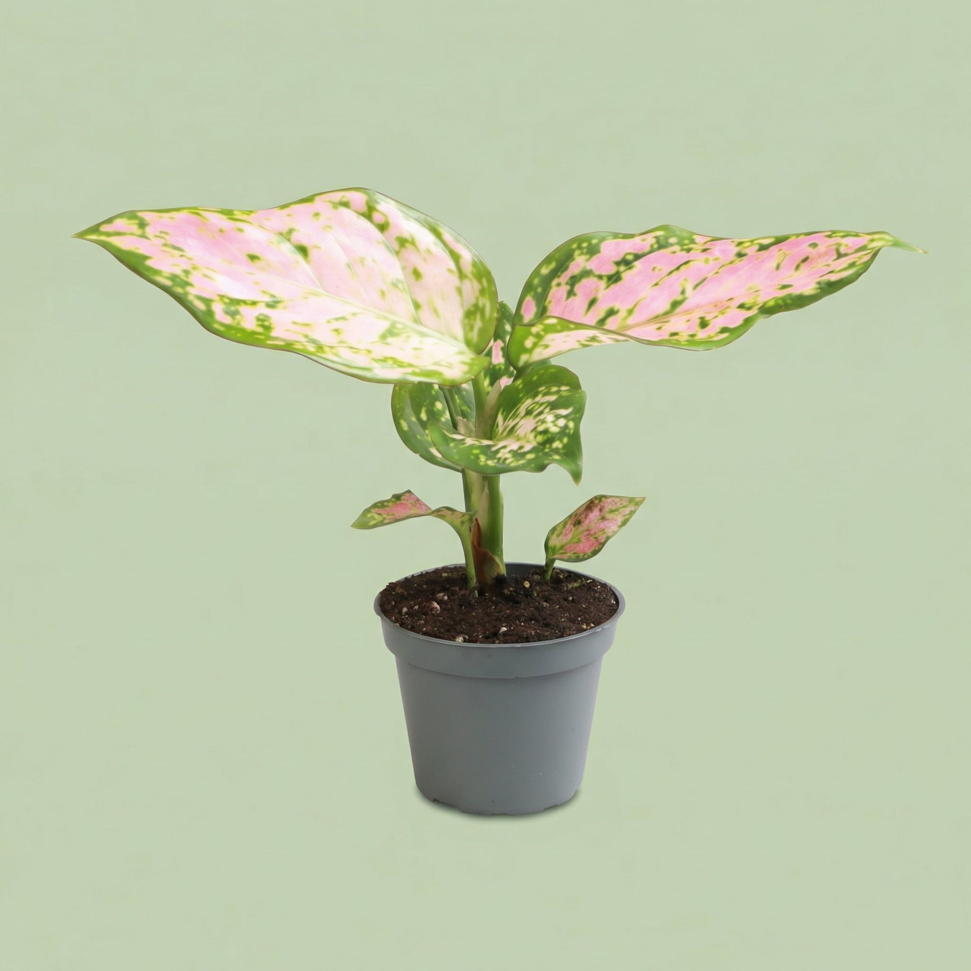 Aglaonema Red Valentine XS - plants