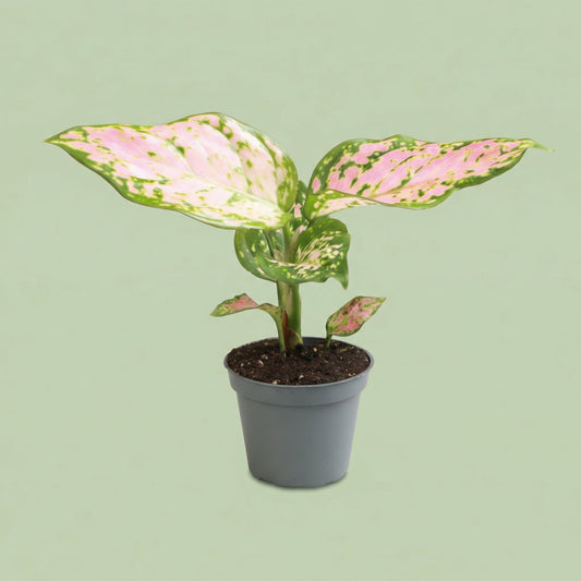 Aglaonema Red Valentine XS - plants