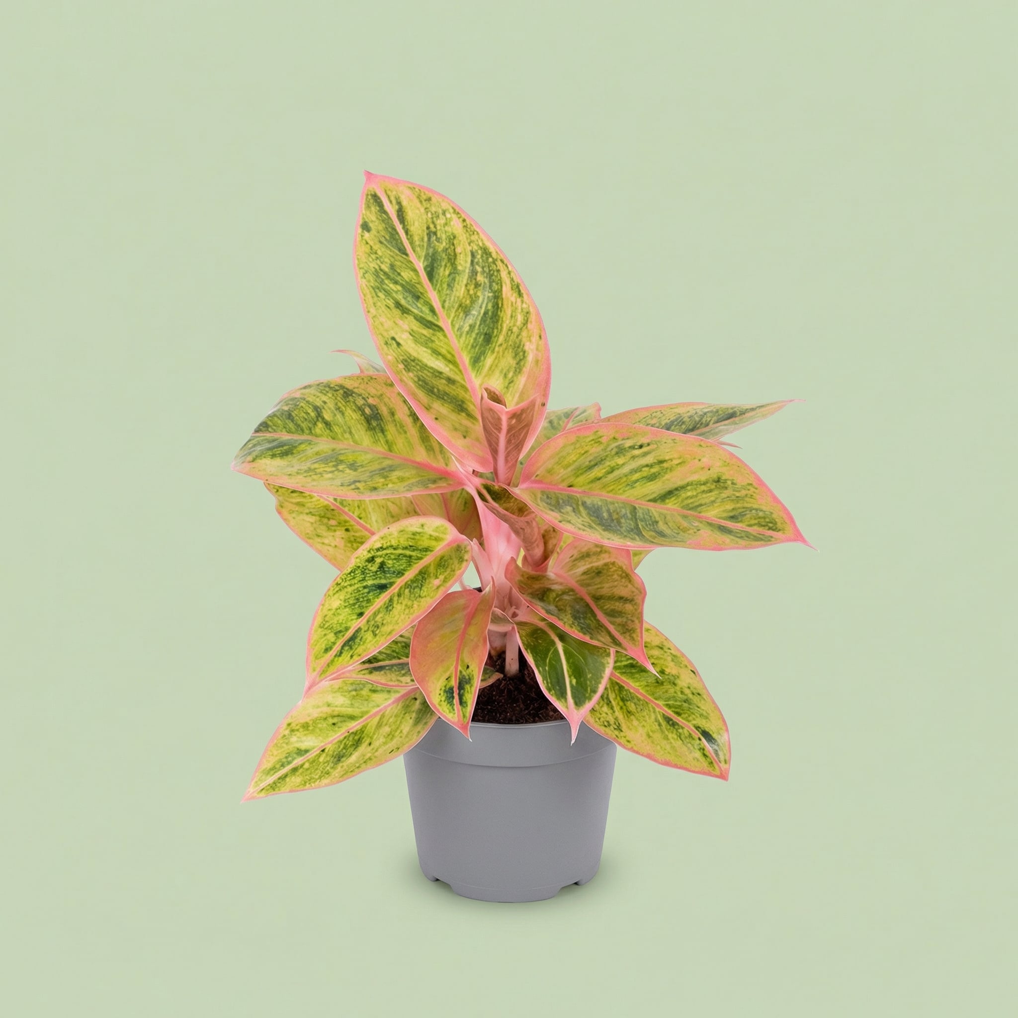 Aglaonema Salmon Fantasy M - plants