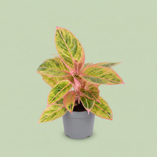 Aglaonema Salmon Fantasy M - plants