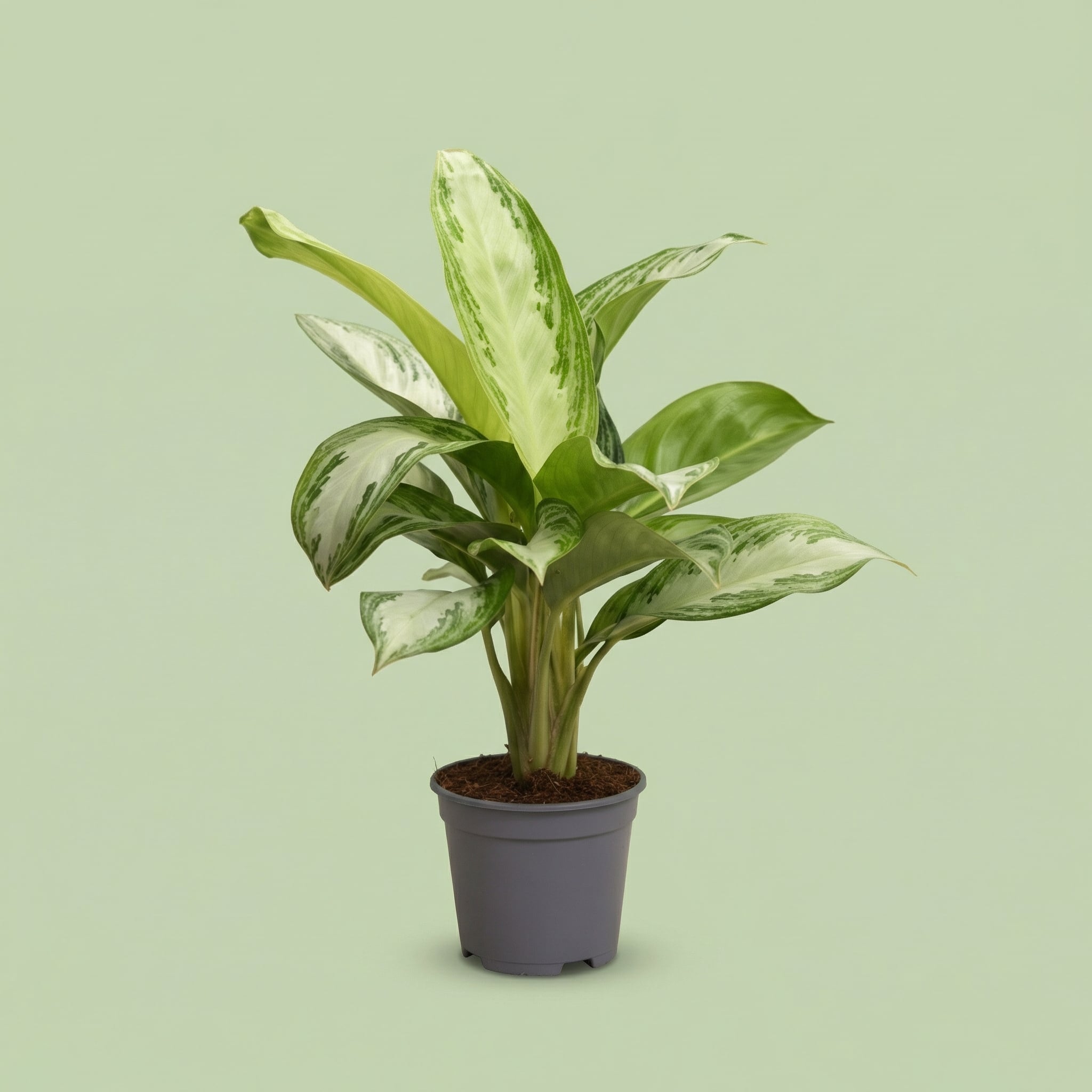 Aglaonema Silver Bay L - plants