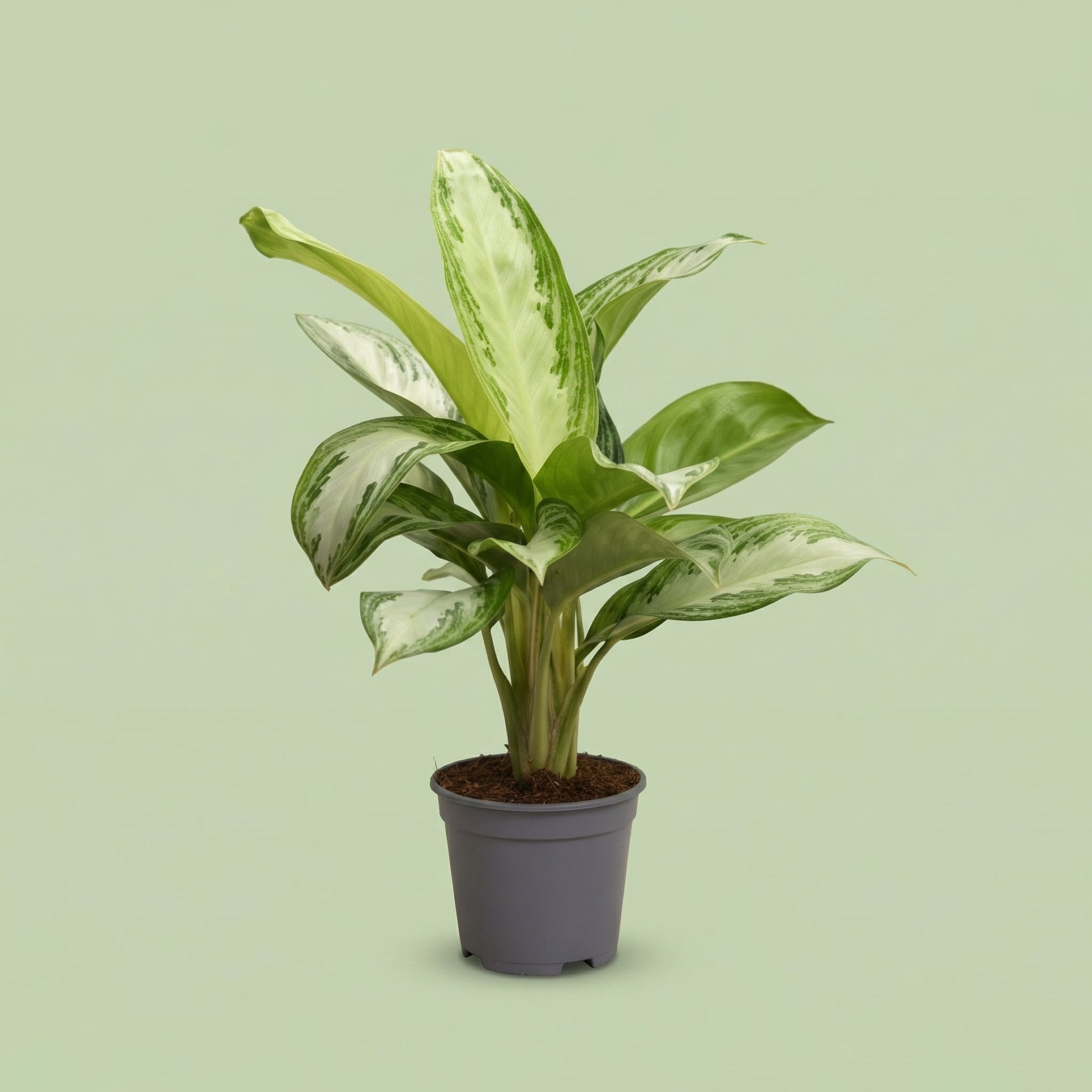 Aglaonema Silver Bay L - plants