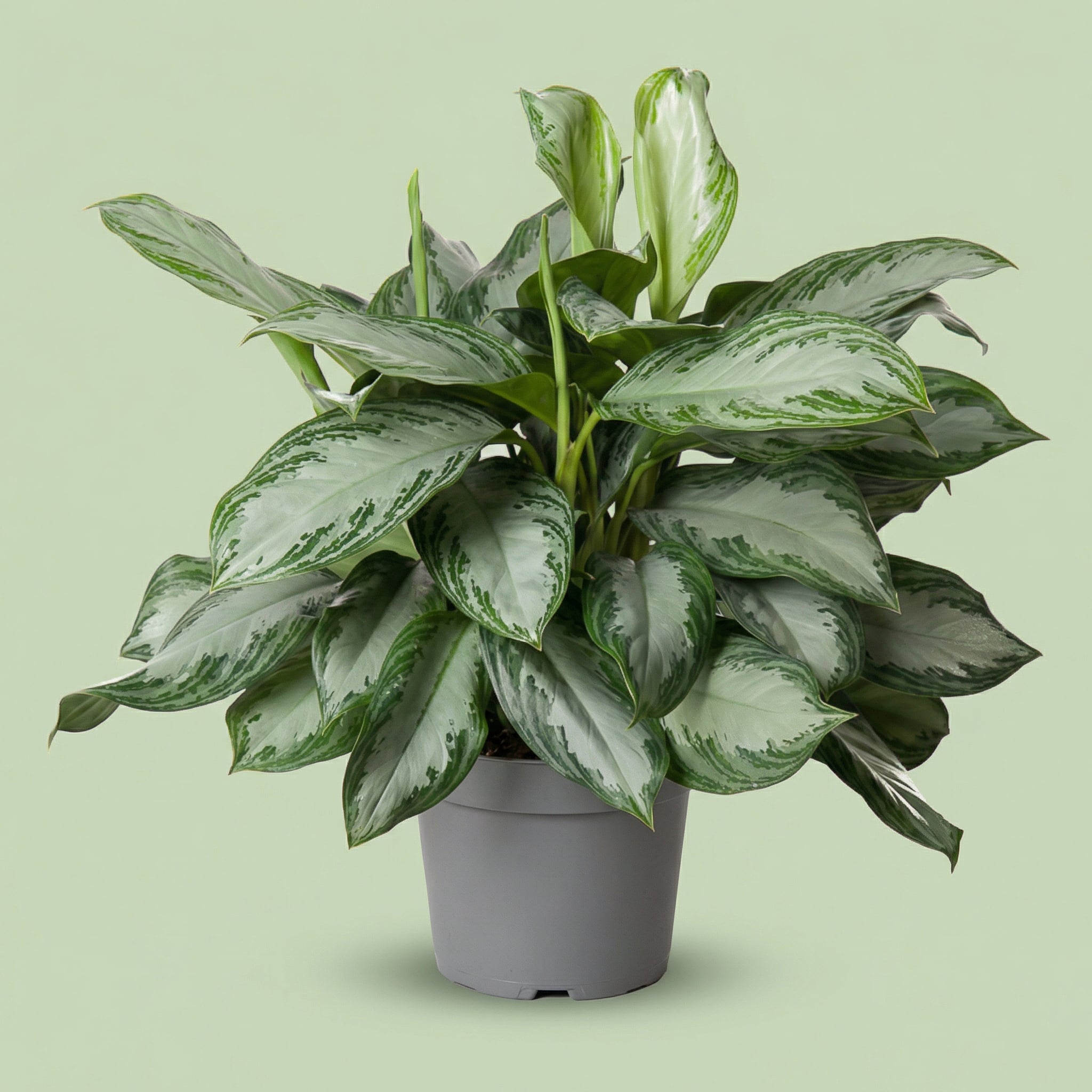 Aglaonema Silver Bay XL - plants