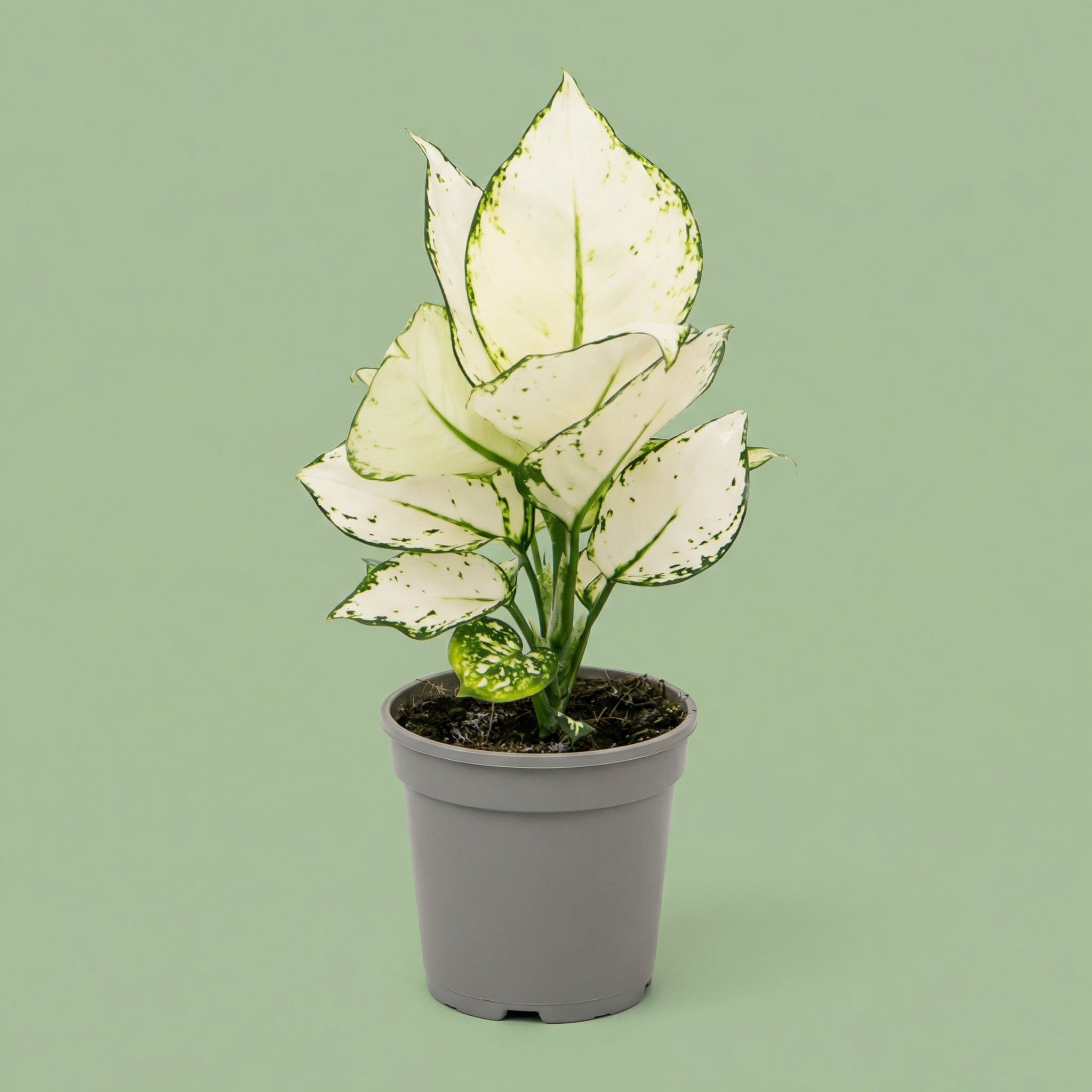 Aglaonema White Joy M - plants