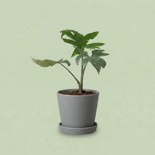 Alocasia Brancifolia Pink Passion XS - plants