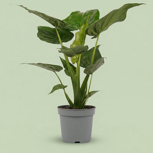 Alocasia Cucullata L - plants