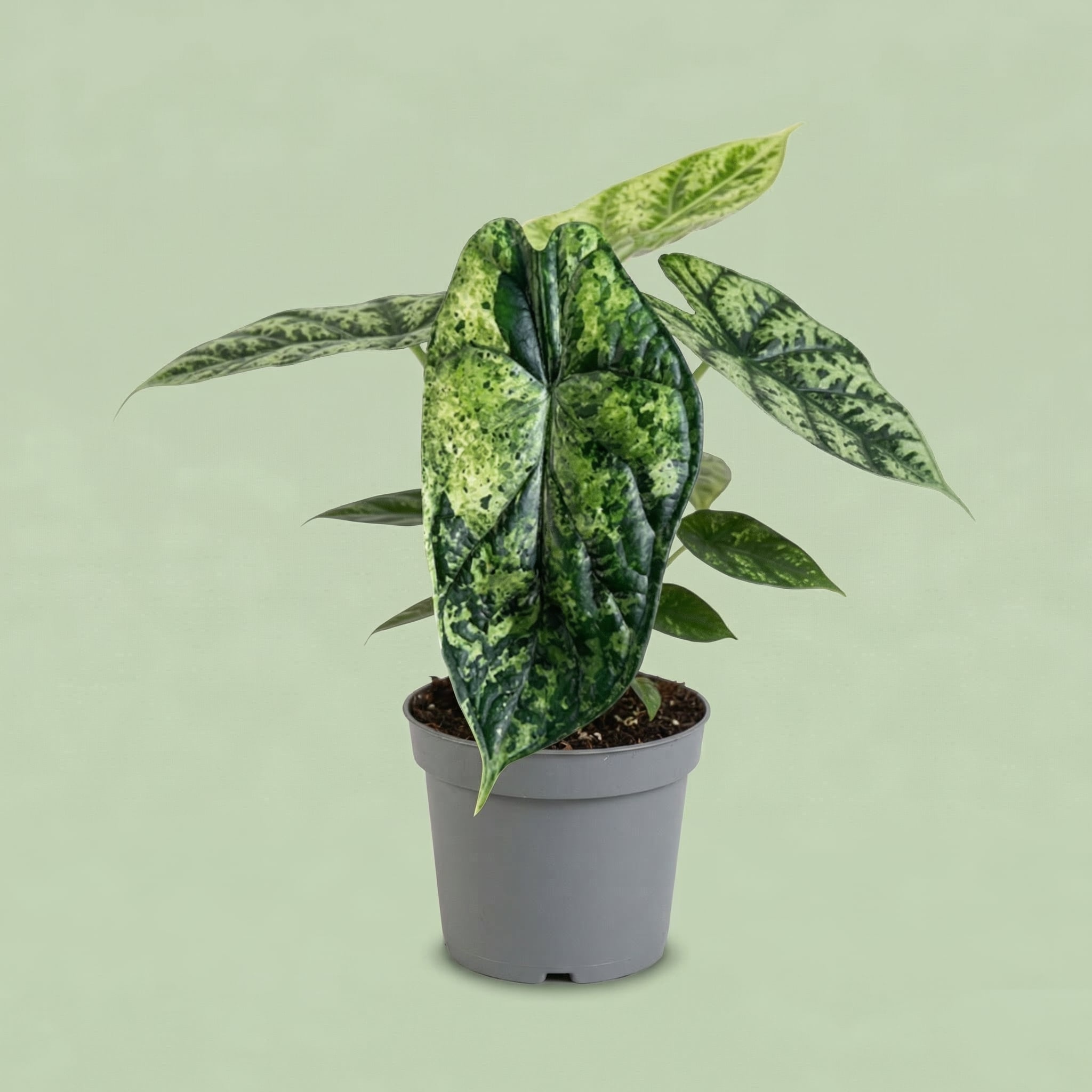 Alocasia Dragon Scale Mint Variegada M - plants