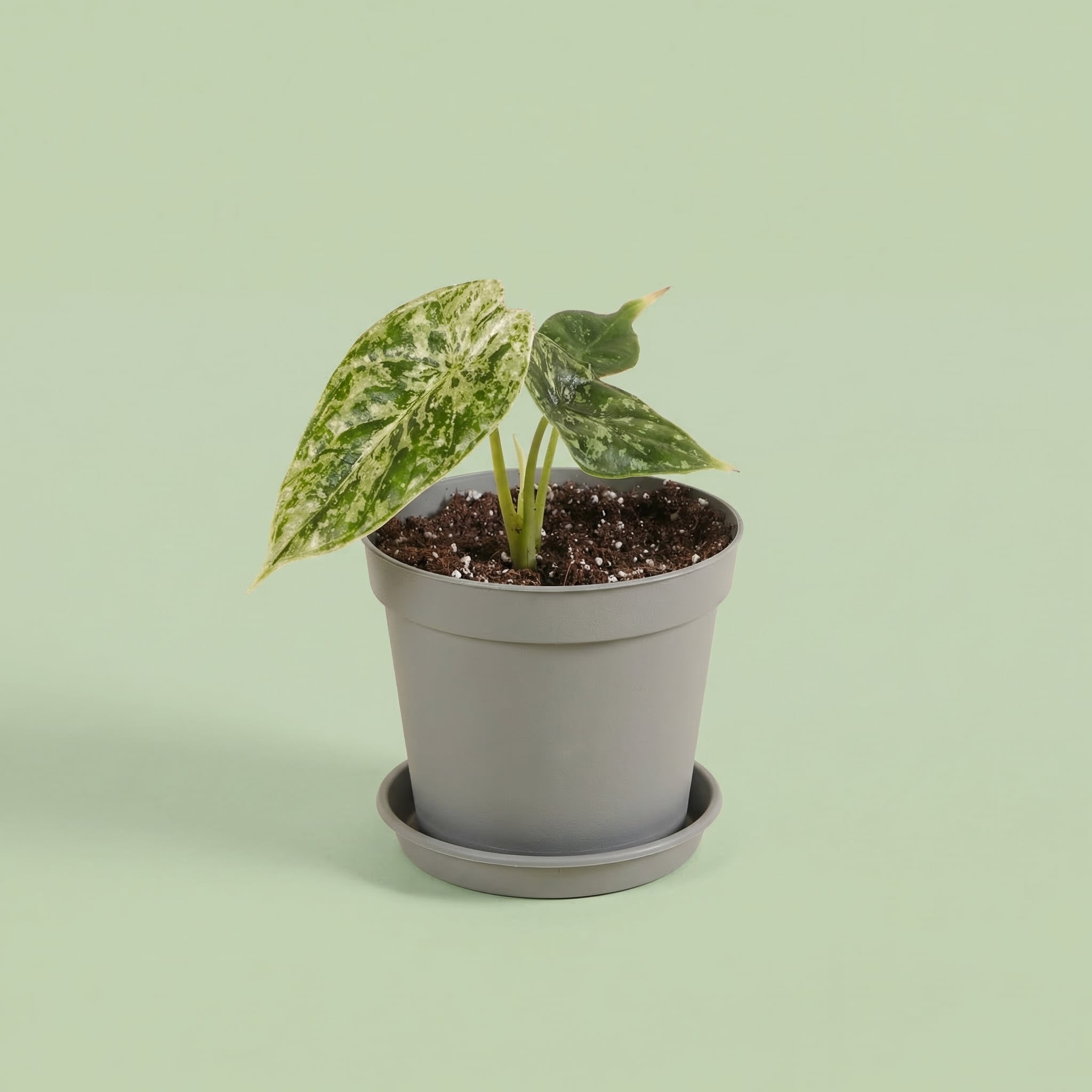 Alocasia Dragon Scale Mint Variegada XS - plants