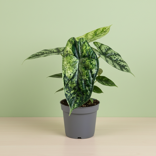 Alocasia Dragon Scale Variegata