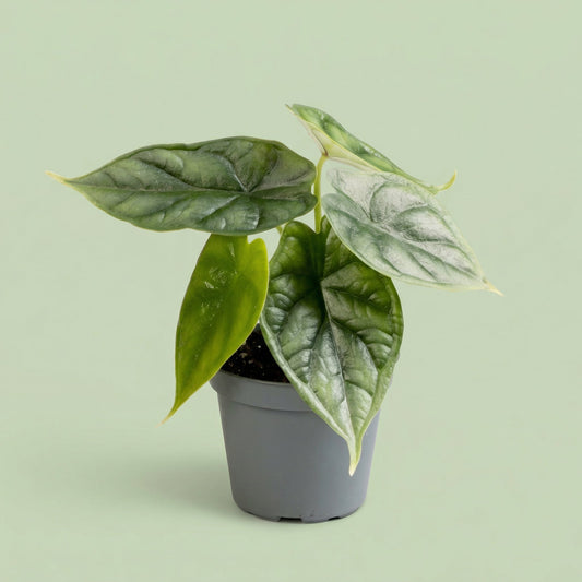 Alocasia Dragon Scale XS - plants