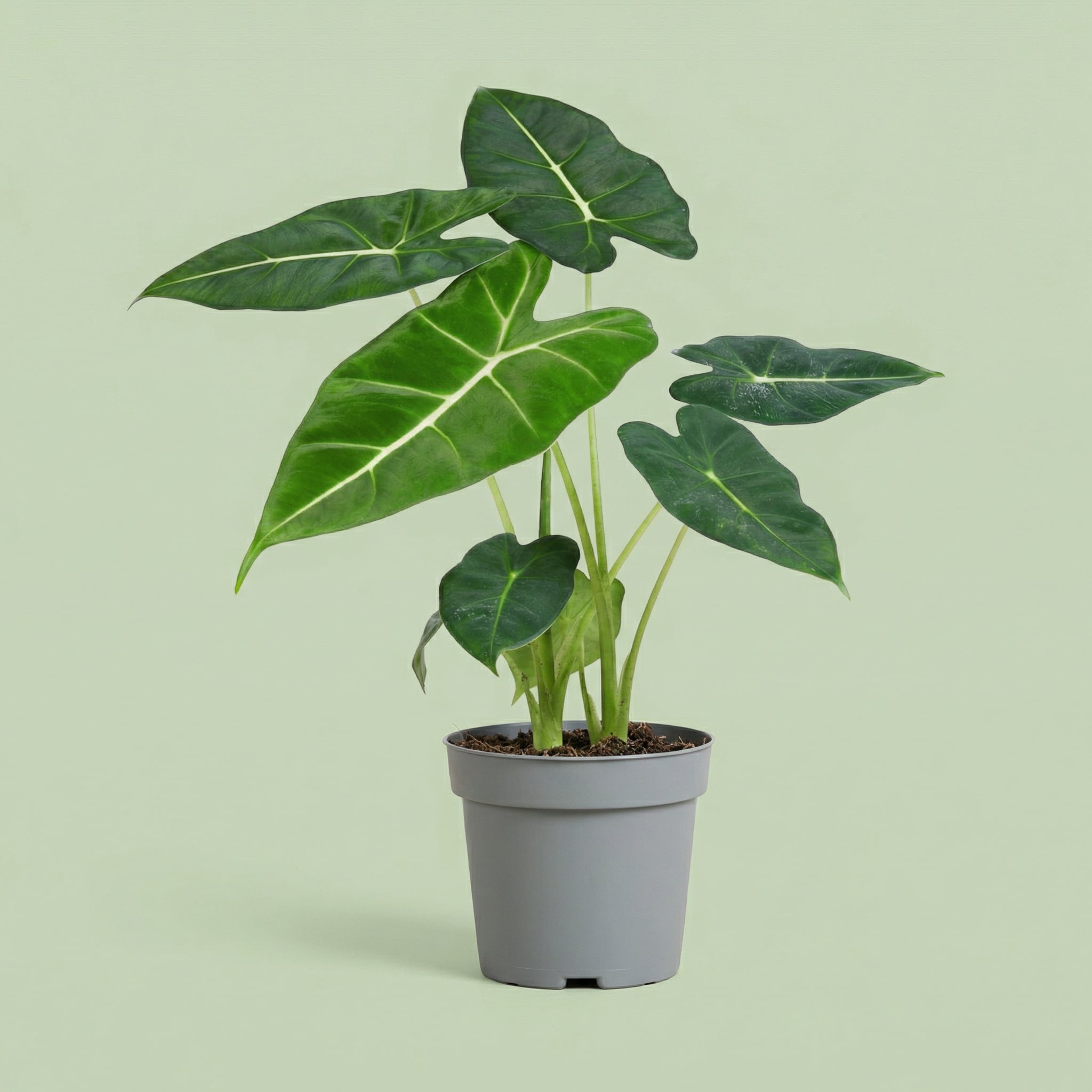 Alocasia Frydek M - plants