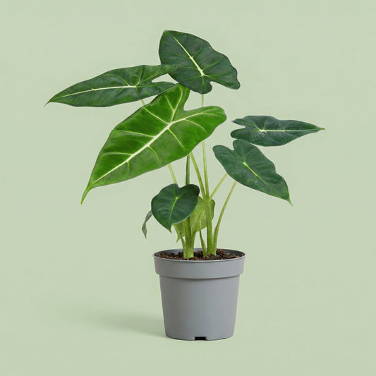 Alocasia Frydek M - plants