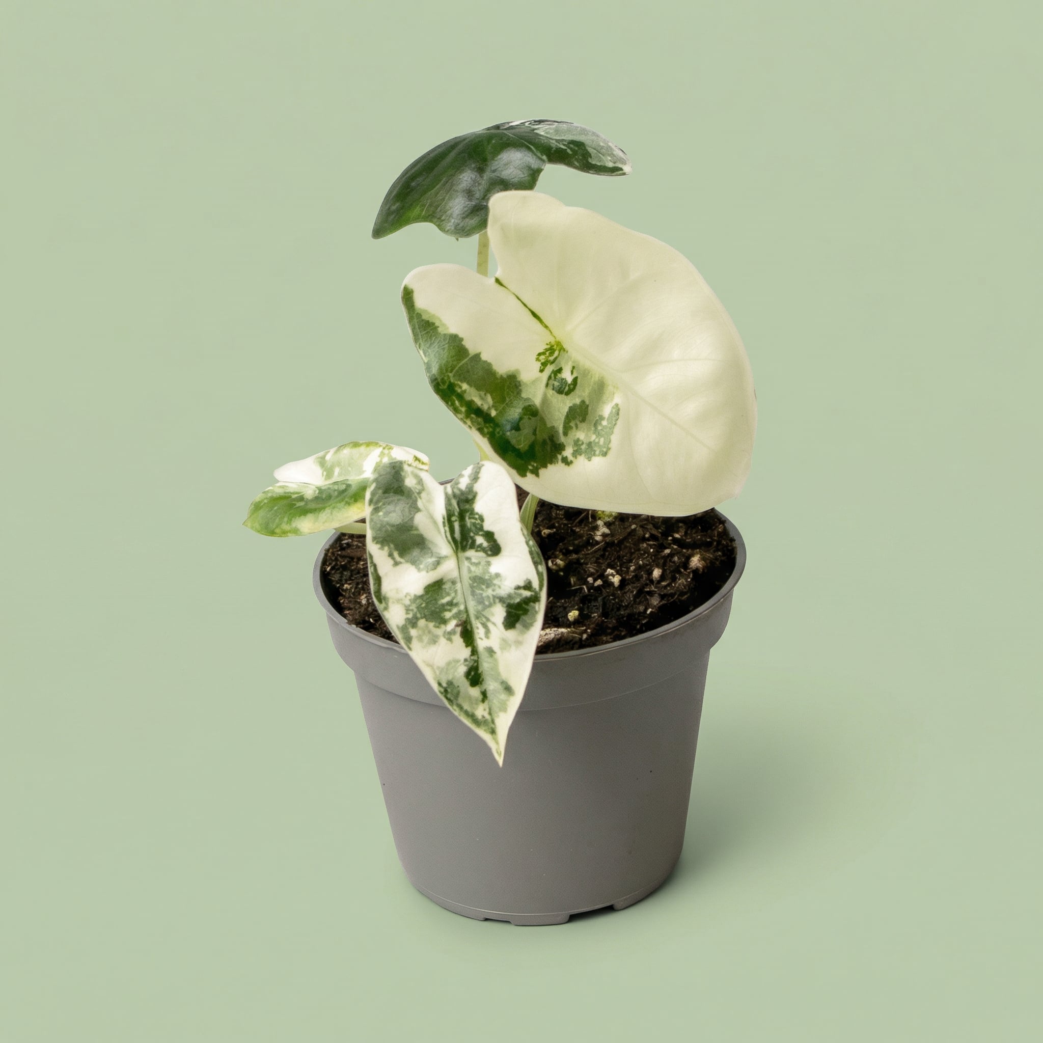 Alocasia Frydek Variegata XS vista 2 - plants