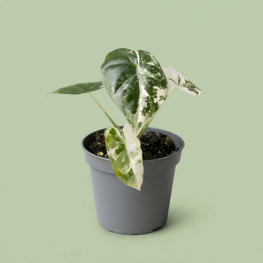 Alocasia Frydek Variegata XS - plants