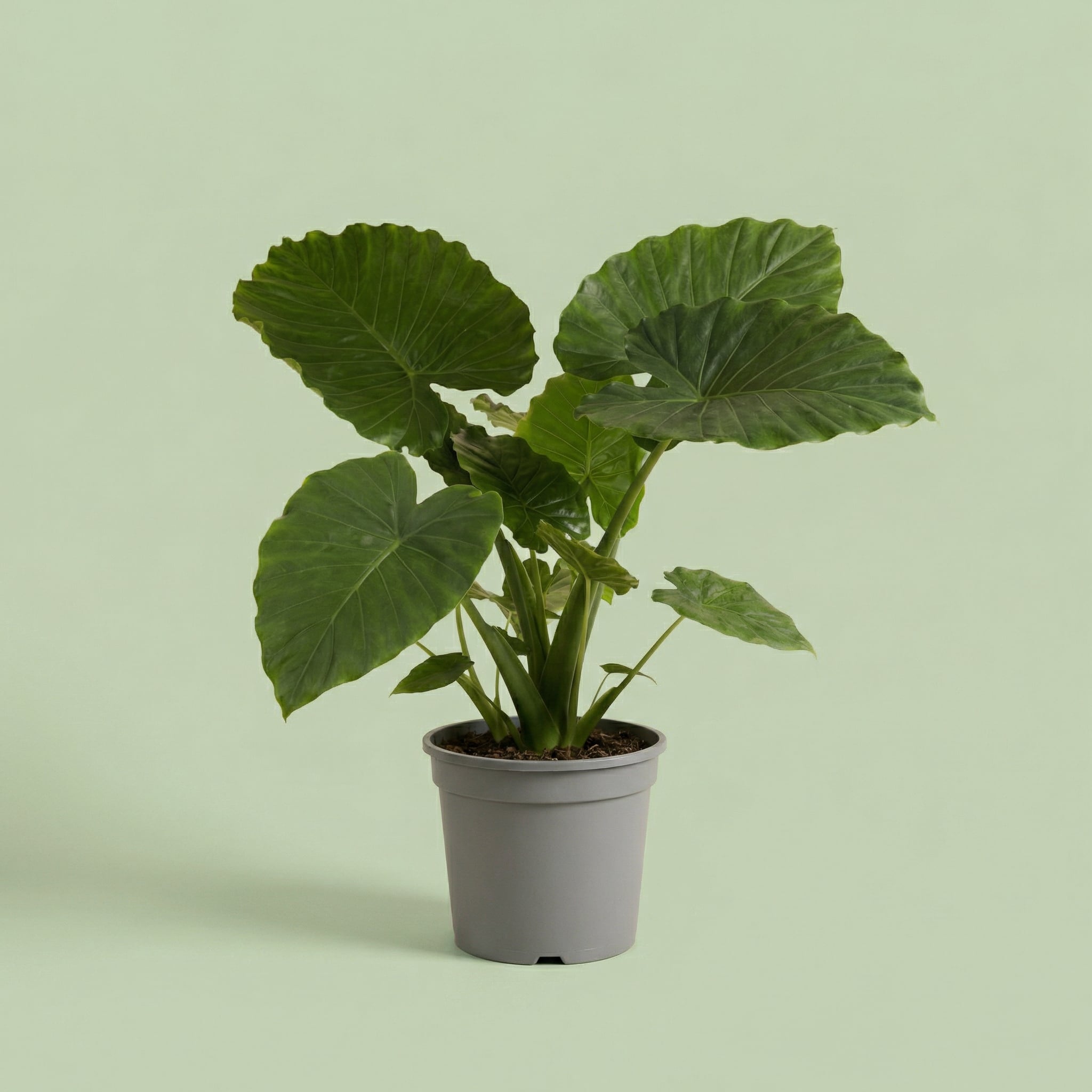 Alocasia Gageana California XL vista 2 - plants