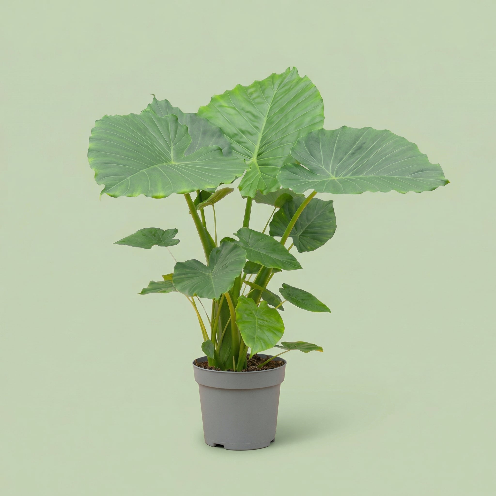 Alocasia Gageana California XL - plants