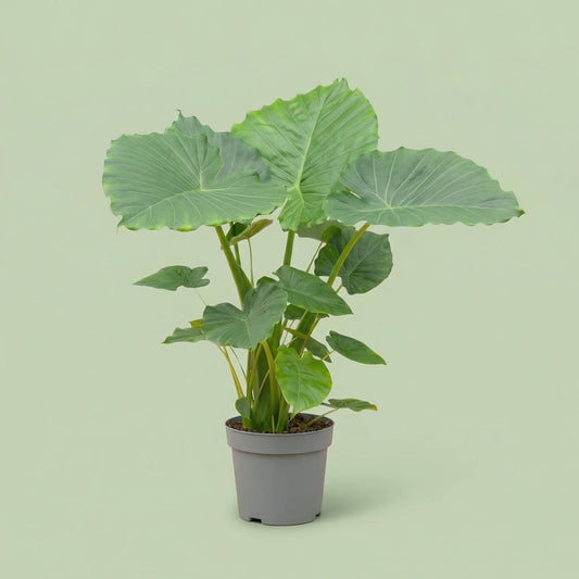 Alocasia Gageana California XL - plants