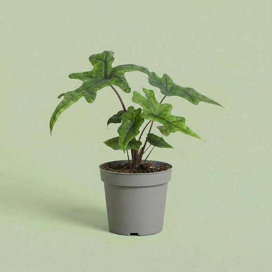 Alocasia Jacklyn M - plants