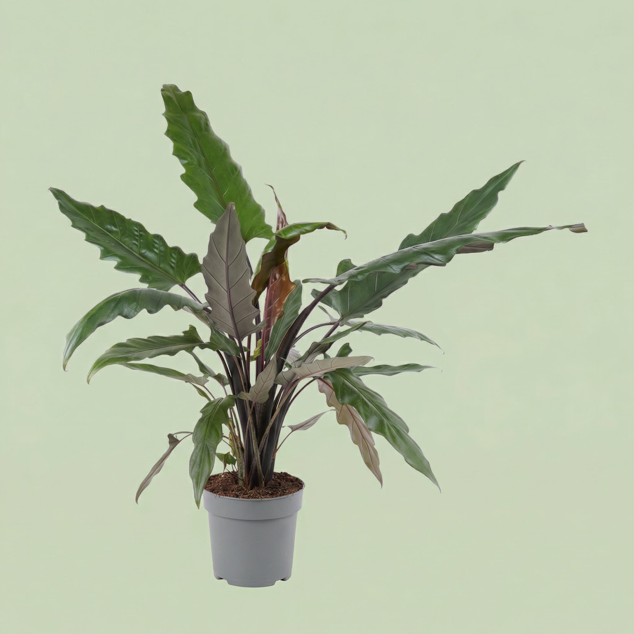Alocasia Lauterbachiana L - plants
