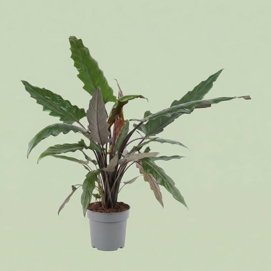 Alocasia Lauterbachiana L - plants